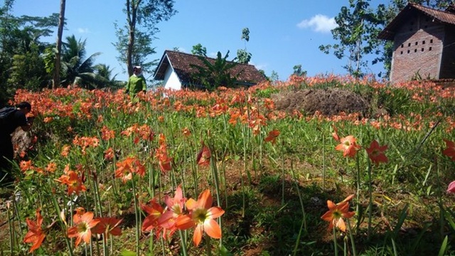 Pesona kebun bunga amarilis milik pak Sukadi kini | Copyright merdeka.com/purnomo edi