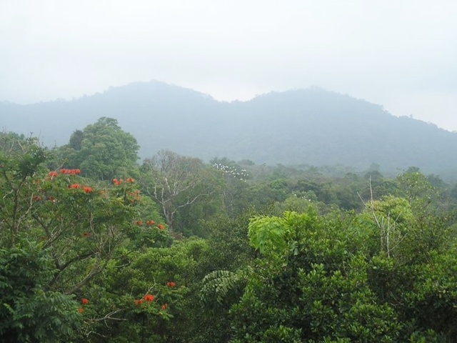 Hutan yang lebat dan mengesankan sebagai surga dunia bagi satwa liar | Photo: Copyright oddyticentral.com