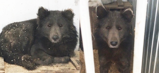 29++ Anjing yang mirip beruang update