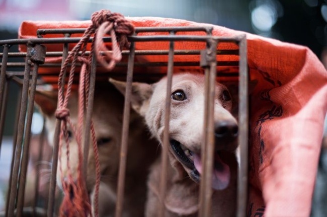 Anjing di Tiongkok ditangkap dan akan disembulih untuk perayaan festival Yulin/copyright indiatimes.com