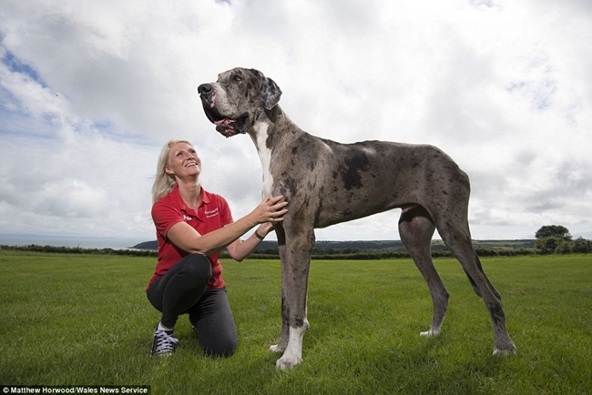 Major, si anjing super besar yang ukurannya bikn melongo | Photo: Copyright asiantown.net