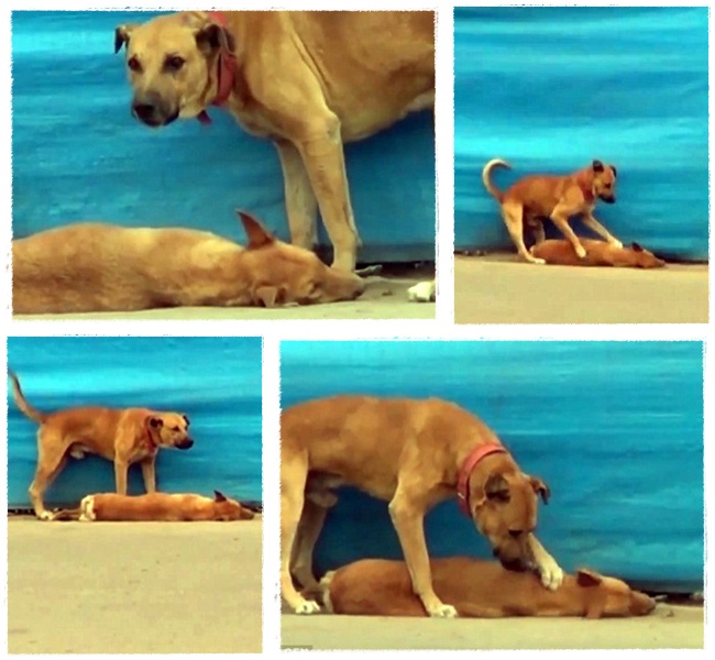 Momen haru seekor anjing yang berusaha membangunkan teman yang telah mati karena tertabrak mobil | Photo: Copyright asiantown.net
