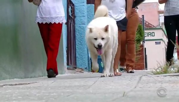 Thor akan jalan-jalan di jalan yang sama yang selalu ia lewati bersama sang tuan setahun yang lalu | Photo: Copyright odditycentral.com