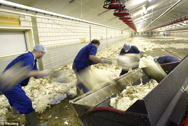 Proses produksi ayam potong yang tidak higienis | Foto: copyright dailymail.co.uk