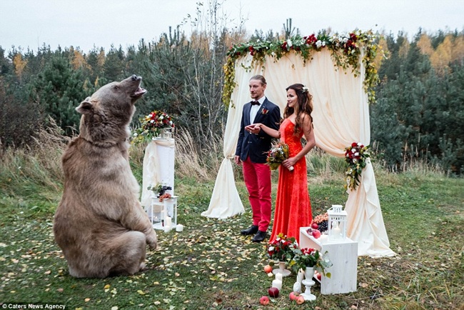 Beruang yang hadir di pesta pernikahan keduanya memiliki berat 133 kg dan tinggi 2 meter | Photo: Copyright dailymail.co.uk