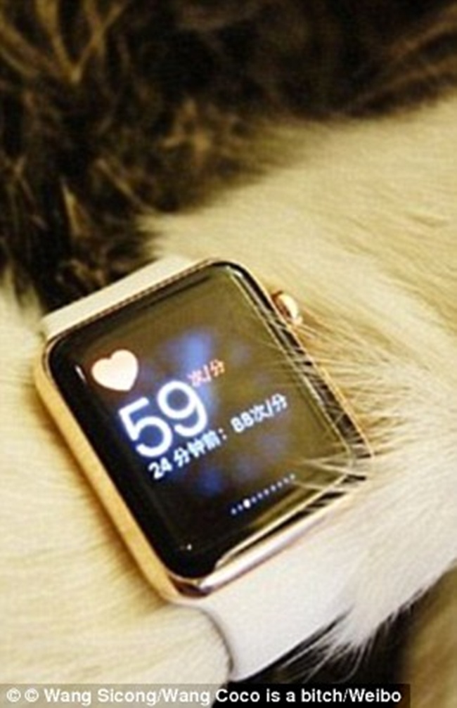 Sebelumnya, Coco juga mendapat hadiah berupa jam tangan Apple mewah dari Wang Sicong | Photo: Copyright dailymail.co.uk