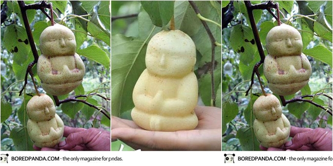 Buah pir bayi Budha (c)boredpanda.com