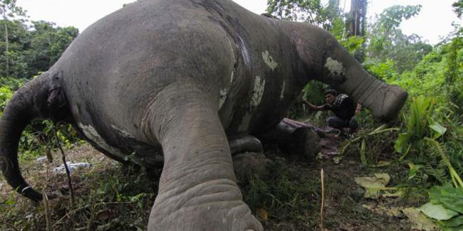 Kondisi mengenaskan Gajah yang dibunuh | (c) merdeka.com