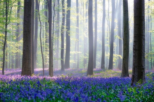 Hallerbos yang sangat cantik | Copyright by odditycentral.com