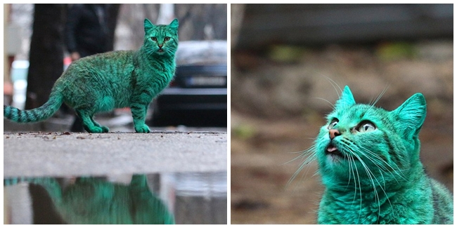 Kucing berbulu hijau yang nyentrik dan menarik perhatian para pejalan kaki. | Foto: copyright dailymail.co.uk