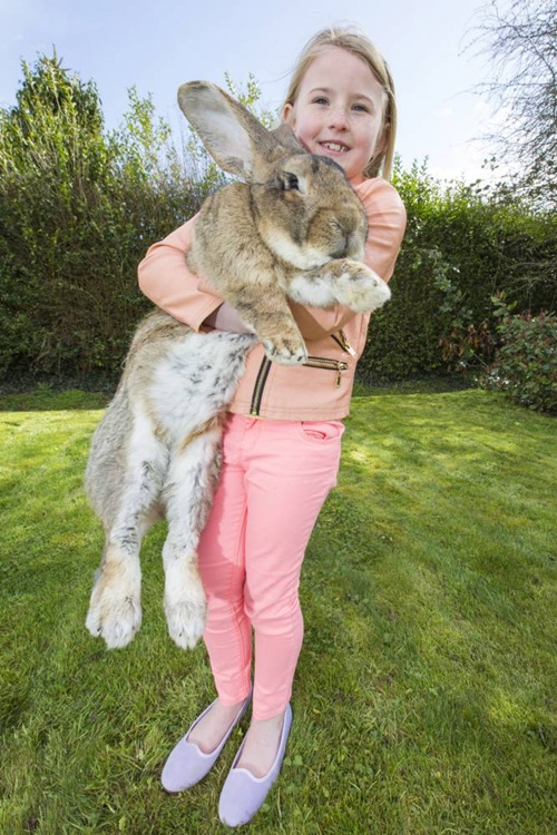 Jeff si kelinci terbesar dengan ukuran tubuh hampir sama dengan anak usia 7 tahun | Photo: Copyright metro.co.uk