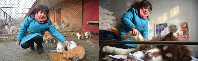 Zhao sedang memberi makan anjing dan kucing di rumah adobsi miliknya | Photo: Copyright shanghaiist.com