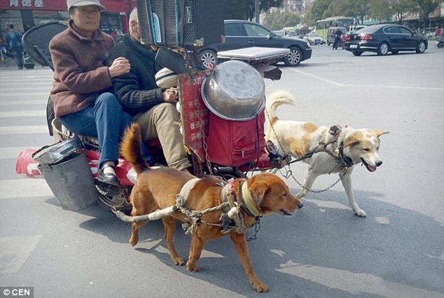 Anjing pasangan untuk menarik kereta | Photo: Copyright dailymail.co.uk 