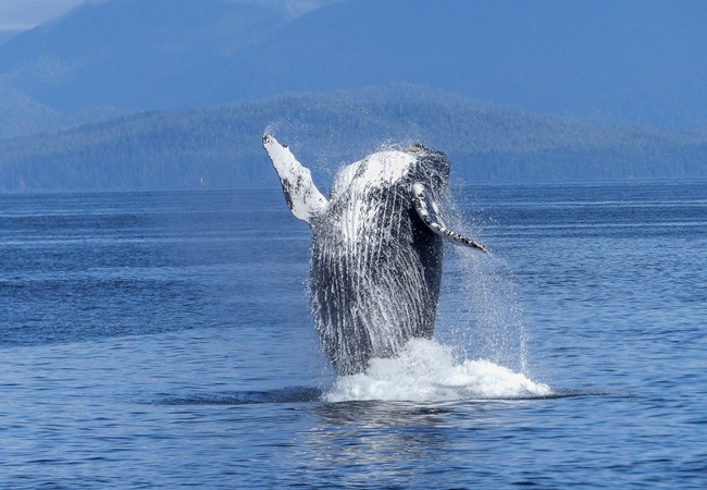 Seekor ikan paus besar menelan Nabi Yunus dan membawanya mengarungi lautan/ilustrasi copyright pexels.com