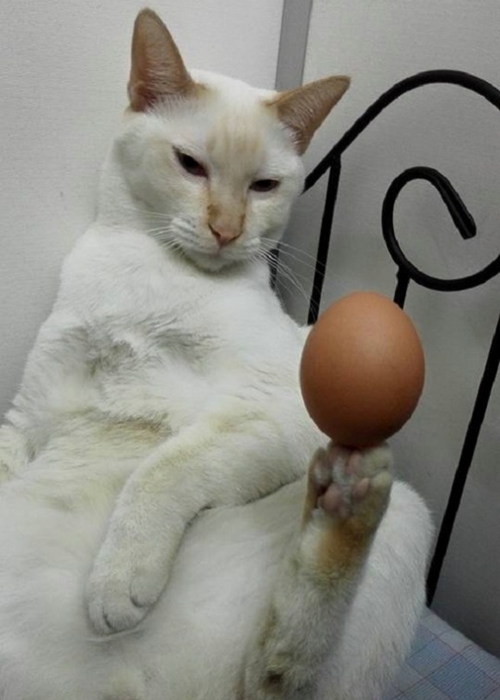 Bisa menjaga keseimbangan telur di kakinya/ copyright by rocketnews24.com
