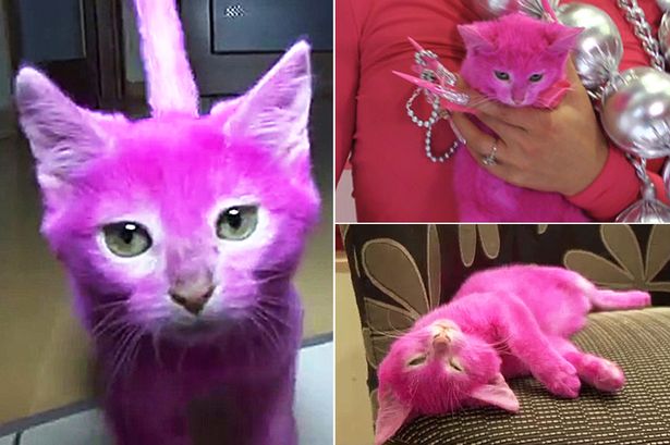 Kasihan Kucing Yang Dicat Pink Meninggal Karena Menelan 
