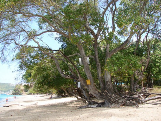 Banyak peringatan bahaya tergantung di pohon Manchineel ini (c) odditycentral.com