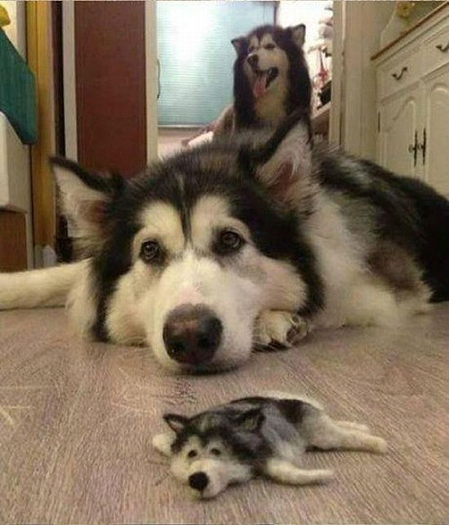 Foto Lucu Anjing Husky  Yang Manja Pada Teman Kecilnya 