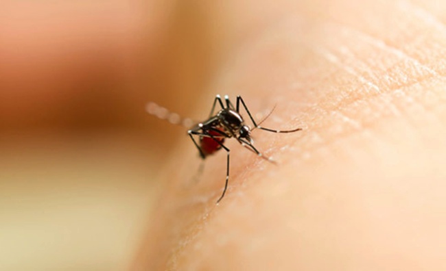 Gigitan nyamuk bisa berdampak sangat bahaya buat kesehatan | Photo: Copyright Thinkstockphotos.com