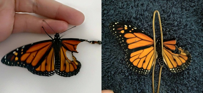 Kupu-kupu yang ditolong Romy mengalami patah sayap di salah satu sisinya/copyright boredpand.com