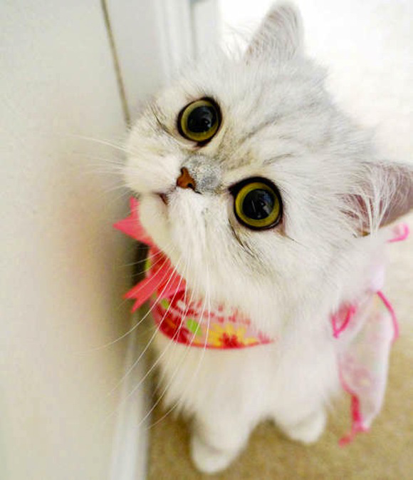Kenalan Kucing Lucu Bermata Belo Cheryl Vemale Gambar Tumblr