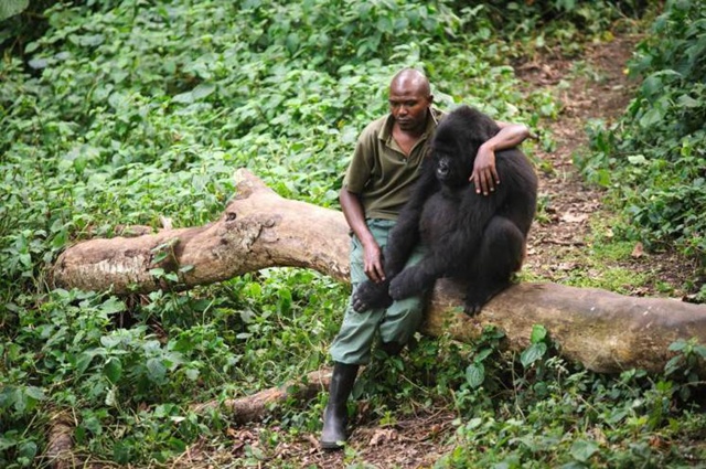 Keduanya tampak sedih dan berduka setelah kepergian induk gorila | Photo: Copyright metro.co.uk