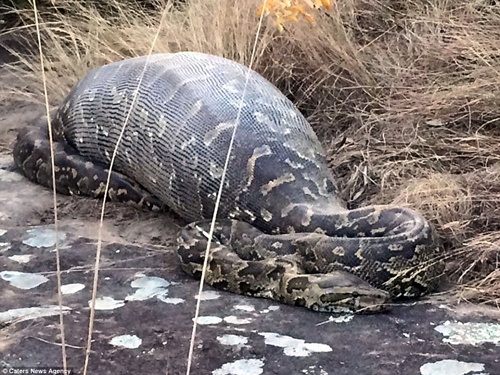 Ular python sepanjang 4 meter mati setelah ia makan landak | Photo: Copyright dailymail.co.uk