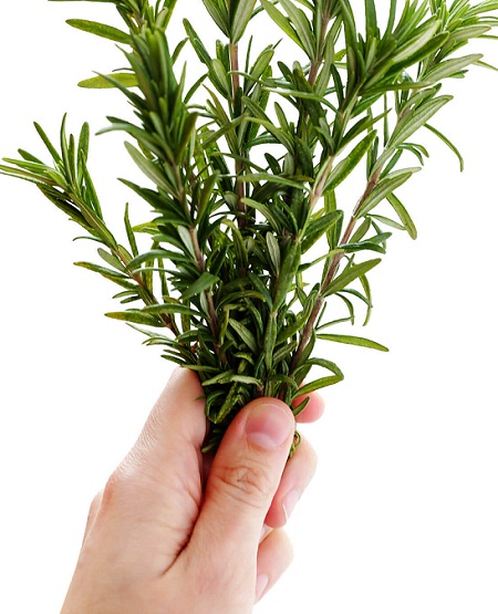 Rosemary/copyright gimmesomeoven.com