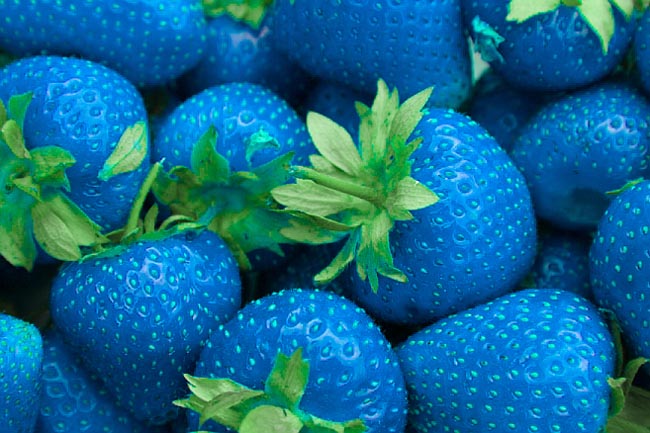 Kalau strawberry warnanya biru, jadi tidak nafsu memakannya | Foto: copyright rebloggy.com