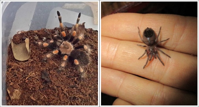 Koleksi tarantula Ming Cu | Photo: Copyright oddyticentral.com