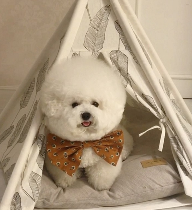 Tori | Copyright by instagram.com/bichon_tori