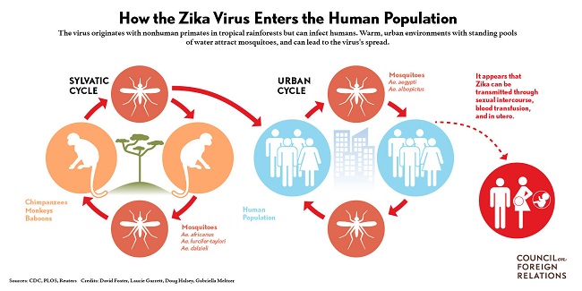 Cara virus zika menginveksi manusia | copyright:http://i.cfr.org/